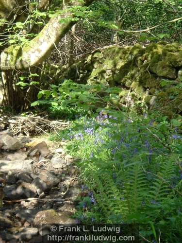 At the Mountain Stream